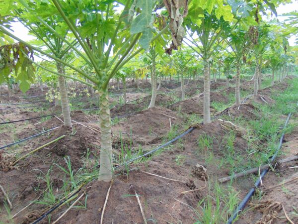 What-we-do-bg-600x450